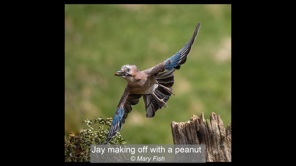 Jay making off with a Peanut